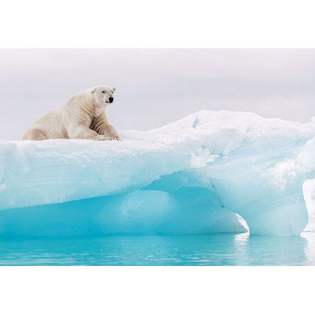 Carta Da Parati Adesiva - Orso Polare Artico - Dimensioni 368 X 254 Cm