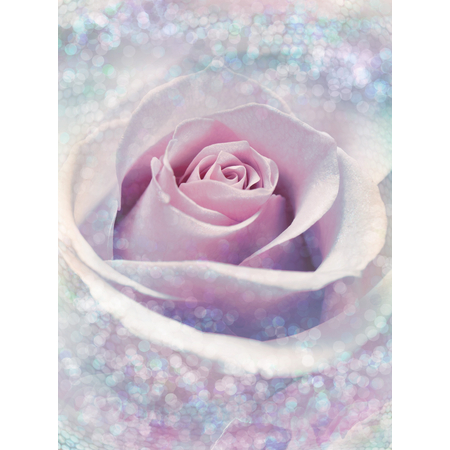 Carta Da Parati Adesiva Fotografica  - Delicate Rose - Dimensioni 200 X 260 Cm