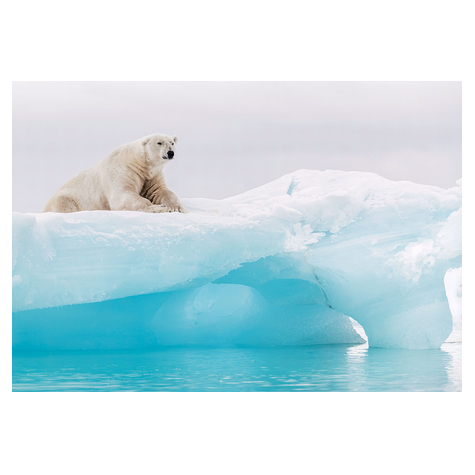 Carta Da Parati Adesiva - Orso Polare Artico - Dimensioni 368 X 254 Cm