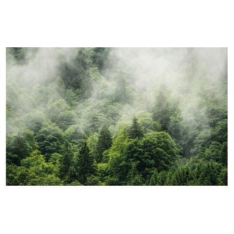 Carta Da Parati Adesiva Fotografica  - Forest Land - Dimensioni 400 X 250 Cm