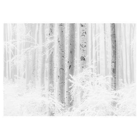 Carta Da Parati Adesiva Fotografica  - Winter Wood - Dimensioni 400 X 280 Cm
