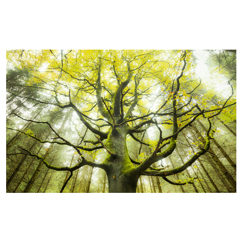 Carta Da Parati Adesiva Fotografica  - L'albero Dei Sogni - Dimensioni 450 X 280 Cm
