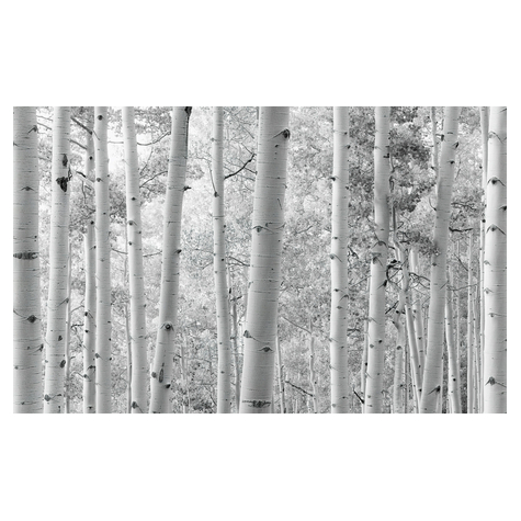 Carta Da Parati Adesiva Fotografica  - Foresta Di Aspen - Dimensioni 450 X 280 Cm