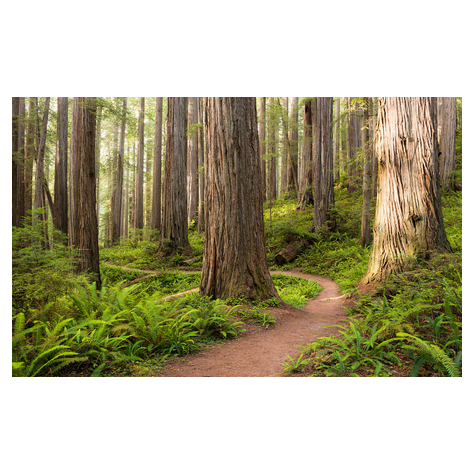Carta Da Parati Adesiva Fotografica  - Sentiero Delle Sequoie - Dimensioni 450 X 280 Cm
