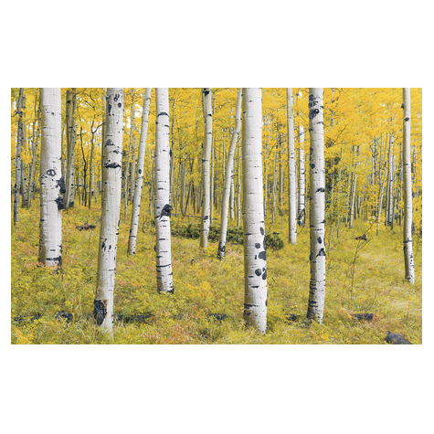 Carta Da Parati Adesiva Fotografica  - Foresta Arancione - Dimensioni 400 X 250 Cm