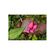 Analplug : Gplug Small Neon Pink Gvibe 5060320510165,,