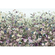 Carta Da Parati Adesiva Fotografica  - Botanica - Dimensioni 368 X 248 Cm