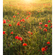 Carta Da Parati Adesiva Fotografica  - Poppy World - Dimensioni 250 X 280 Cm