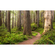 Carta Da Parati Adesiva Fotografica  - Sentiero Delle Sequoie - Dimensioni 450 X 280 Cm