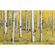 Carta Da Parati Adesiva Fotografica  - Foresta Arancione - Dimensioni 400 X 250 Cm